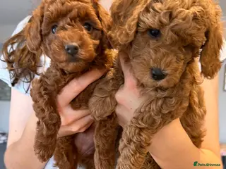 Miniature Poodle dogs Beautiful Red KC Registered Miniature Poodle Pups - Advert 16