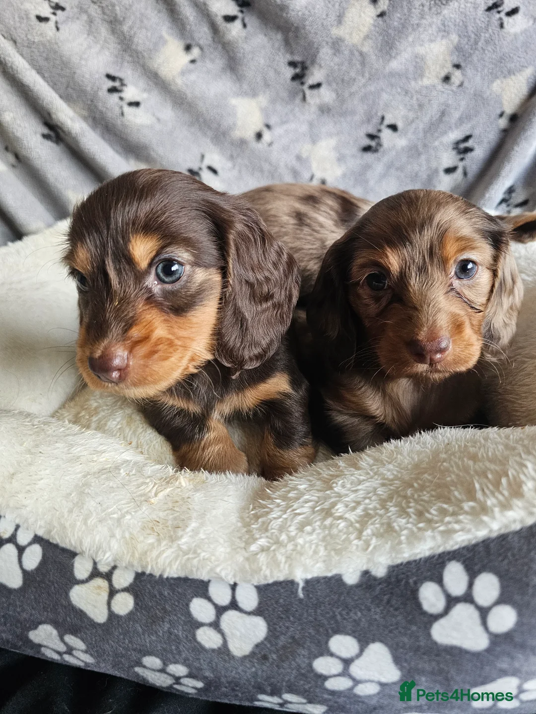 Miniature Dachshund dogs for sale: 3 beautiful longhaired miniture fur babies - Advert 1