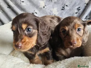Miniature Dachshund dogs 3 beautiful longhaired miniture fur babies - Advert 1