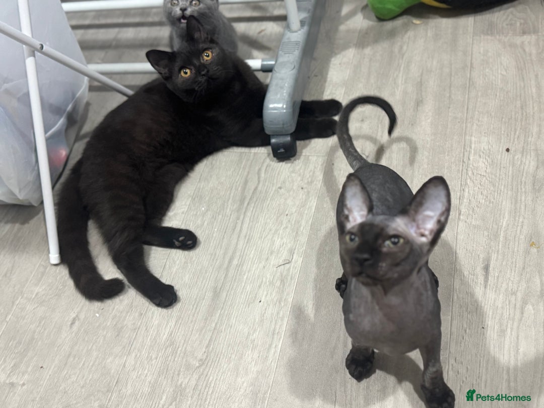 British Shorthair cats for sale: Sphynx boy and British shorthair girl  - Image 11