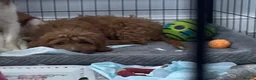 Cavapoo dogs for sale: ADORABLE CAVAPOO PUPPIES  - Advert 4