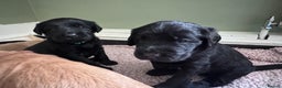 Labradoodle dogs for sale: 7 beautiful labradoodle puppies wanting a home - Advert 7