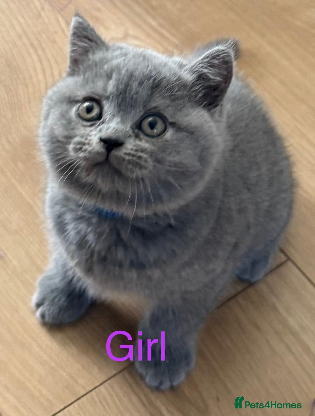 British Shorthair cats for sale: 2 Blue british shorthair for sale - Image 10