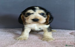Cocker Spaniel dogs for sale: Outstanding KC Show Cockers 🐾 - Image 4