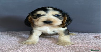 Cocker Spaniel dogs - Advert 14