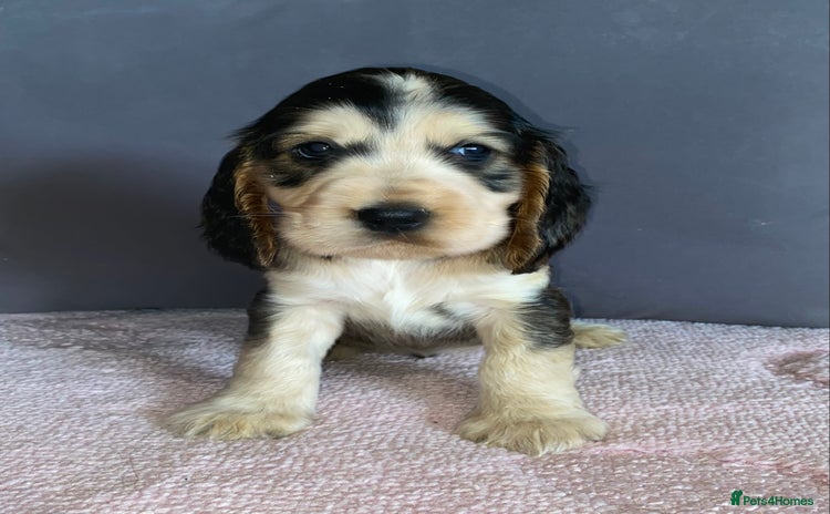 Cocker Spaniel dogs for sale - Advert 1