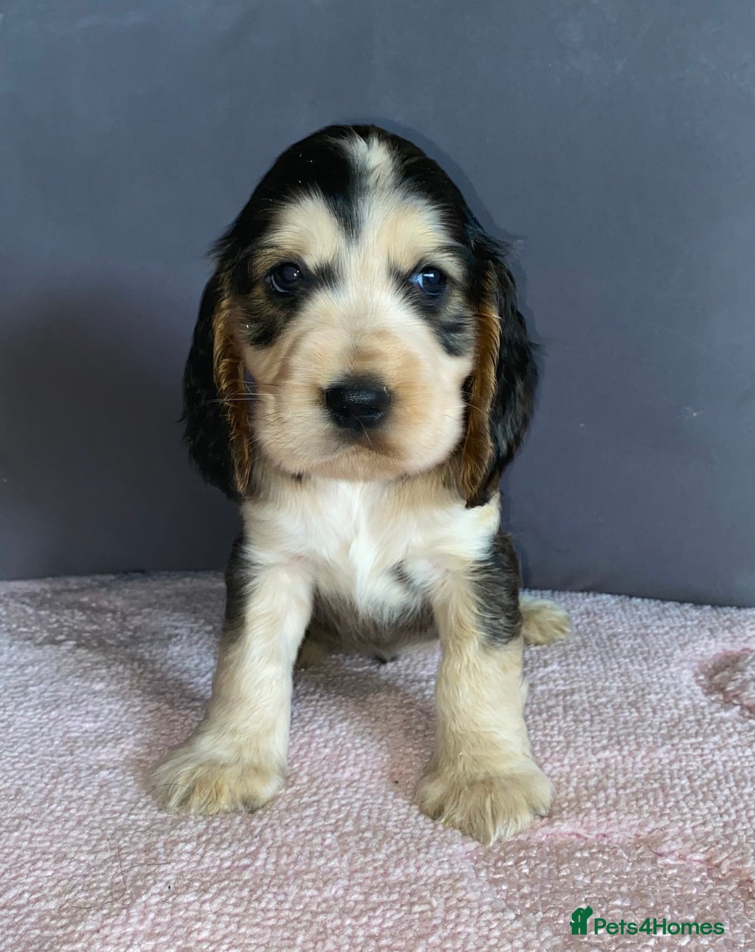 Cocker Spaniel dogs for sale: Outstanding KC Show Cockers 🐾 - Image 4