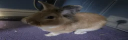 Lionhead rabbits for sale: Lionhead male - Advert 3