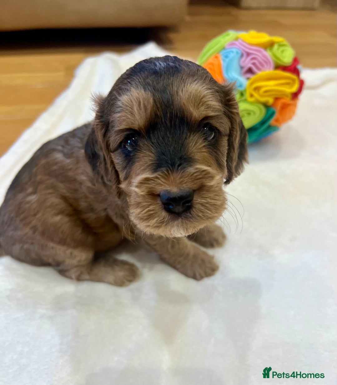 Cockapoo dogs for sale: ♥️Fabulous Toy Cockapoo Puppies Kc Reg Parents - Advert 26