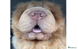 Shar Pei dogs for stud: TOP QUALITY -BEAUTIFUL BEARCOAT STUD in Wetherby - Image 5