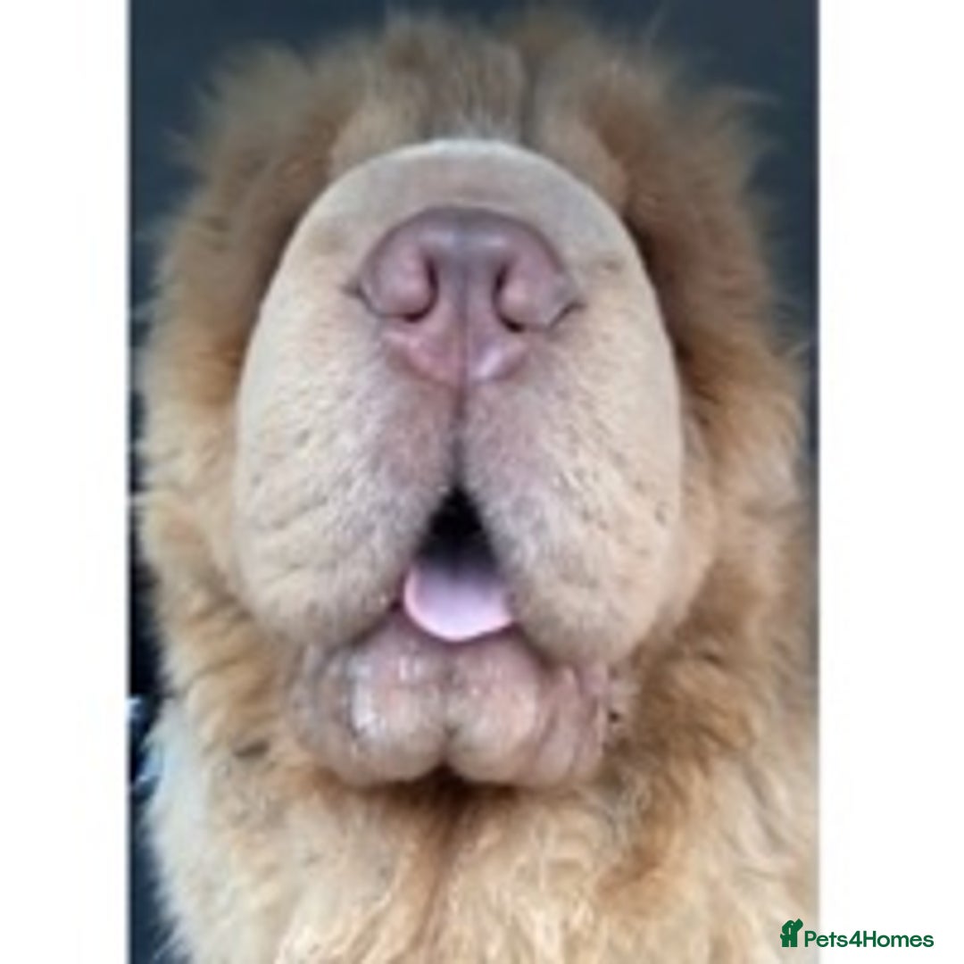 Shar Pei dogs for stud: TOP QUALITY -BEAUTIFUL BEARCOAT STUD in Wetherby - Image 5