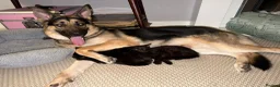 German Shepherd dogs for sale: Male German Sheppard in Wakefield - Advert 3