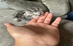 Domestic Shorthair cats for sale: Ginger / Grey&Silver Kitten for sale  - Image 4