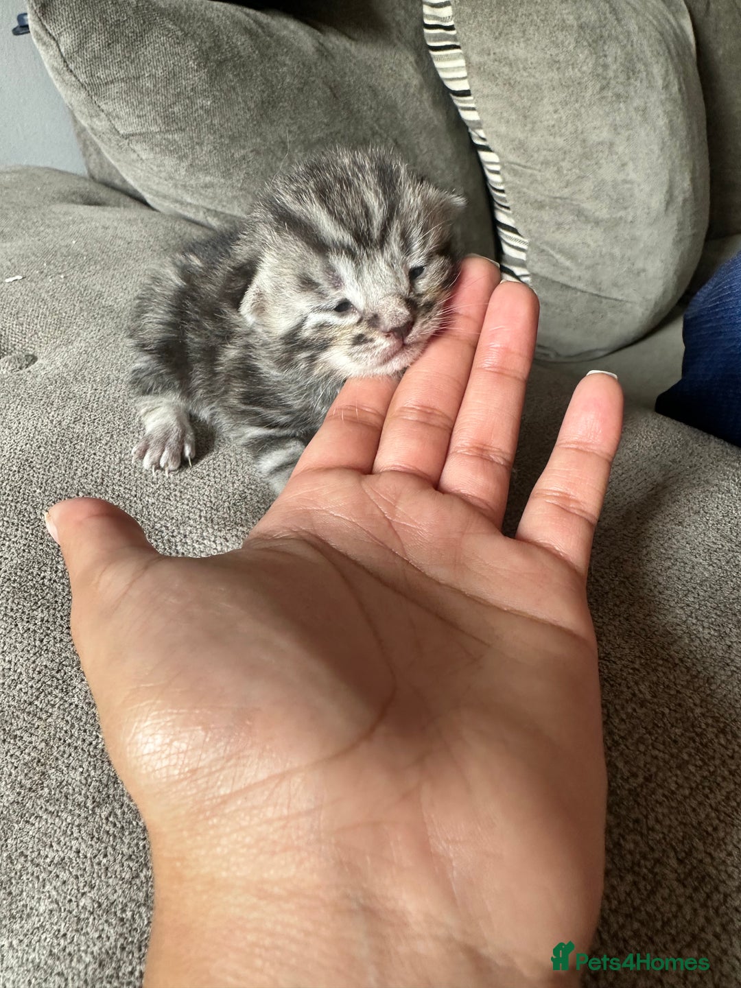 Domestic Shorthair cats for sale: Ginger / Grey&Silver Kitten for sale  - Image 4
