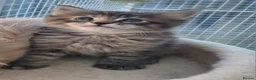 Maine Coon cats for sale: Maine Coon Kittens 😻 - Advert 5