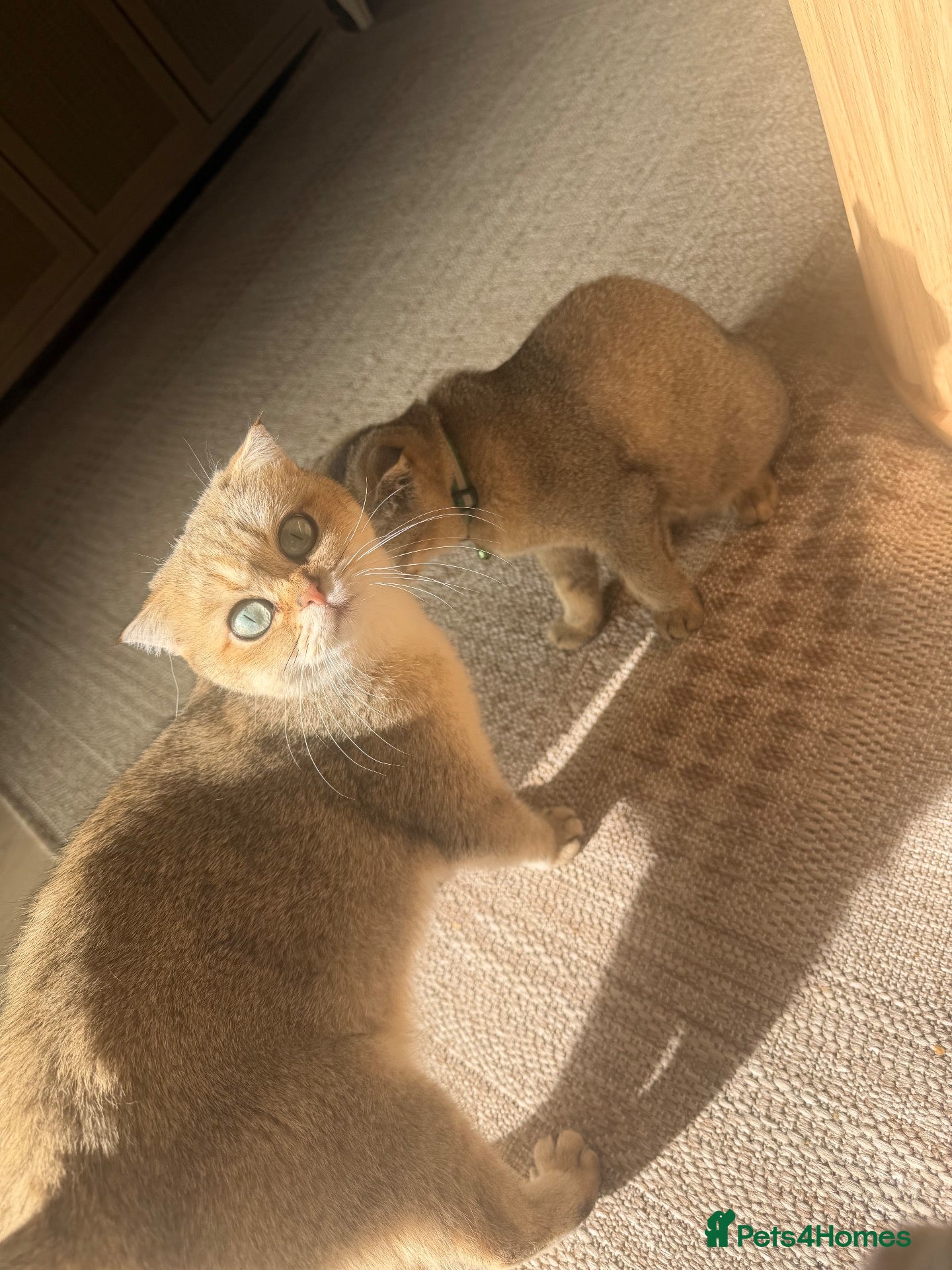British Shorthair cats Gorgeous kittens  - Advert 2