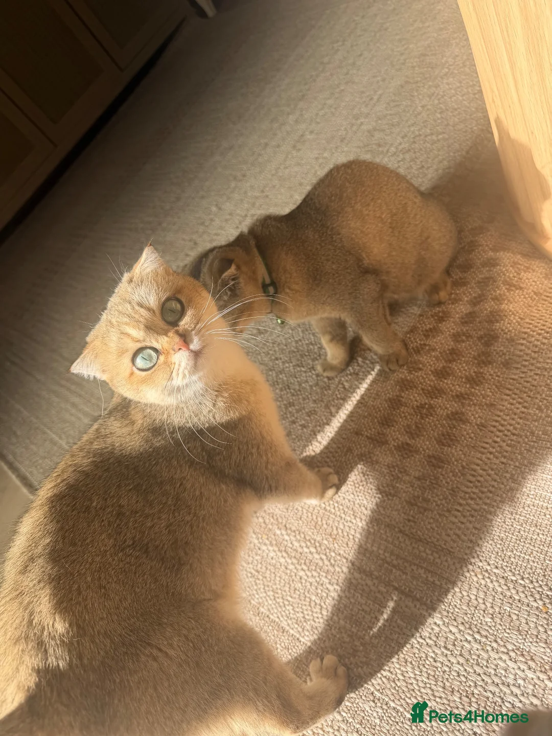 British Shorthair cats for sale: Gorgeous kittens  - Advert 2