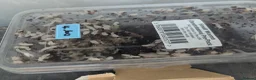 Snails invertebrates for sale: African land snails in Harwich - Advert 1