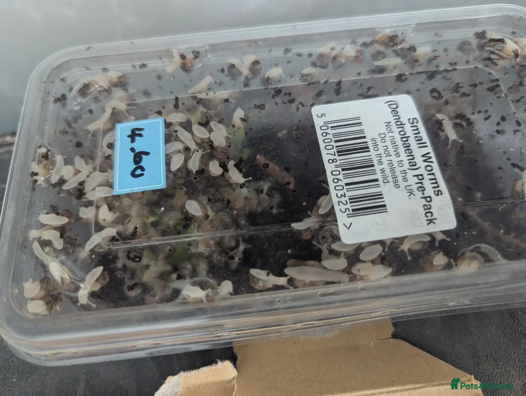 Snails invertebrates for sale: African land snails in Harwich - Advert 1