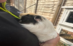 Guinea Pig rodents for sale: Guinea pigs for sale - Image 1