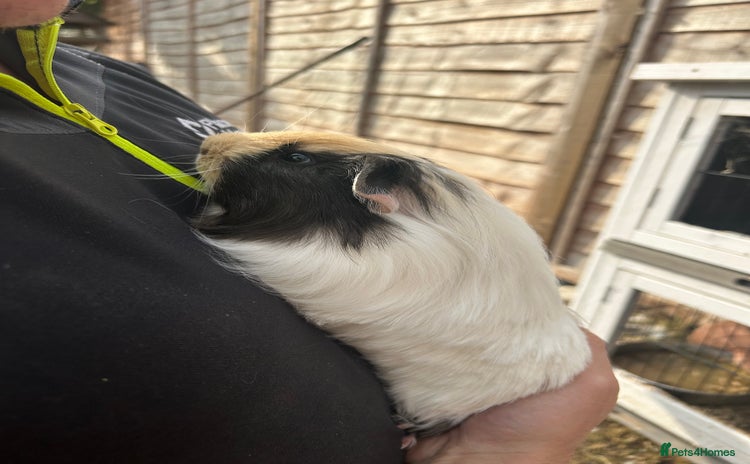 Guinea Pig rodents for sale - Advert 2
