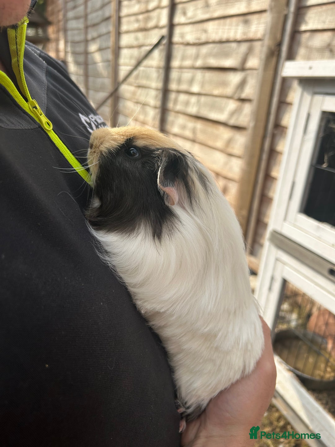 Guinea Pig rodents for sale: Guinea pigs for sale - Image 1
