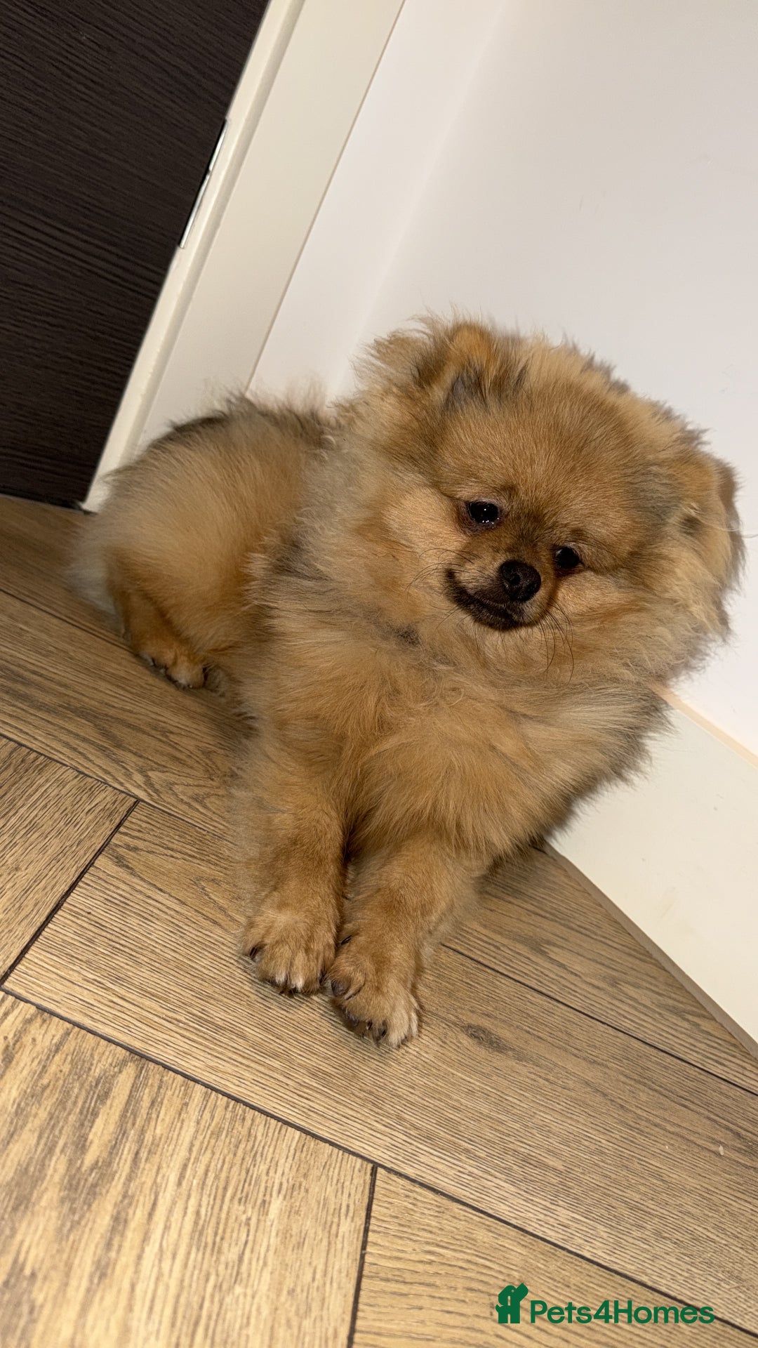 Pomeranian dogs for sale: Pomeranian puppy  - Advert 2