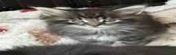 Mixed Breed cats for sale: Siberian cross Maine coon  - Advert 7