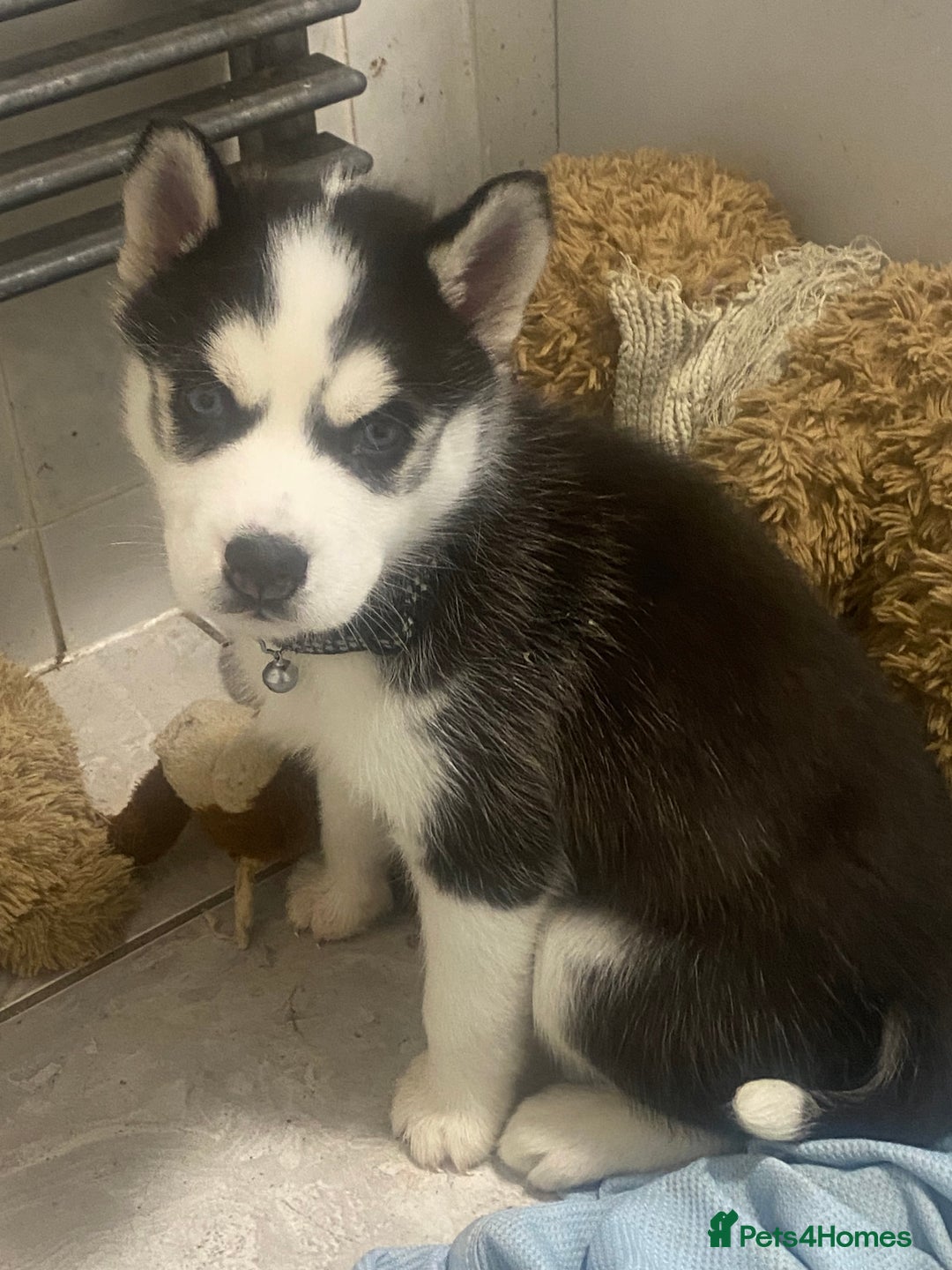 Siberian Husky dogs for sale: Magnificent Pure Siberia Husky Puppies  - Advert 9