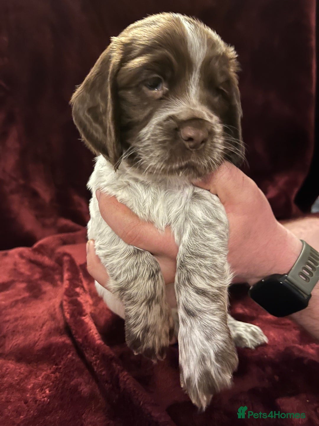 Sprocker dogs for sale: Beautiful Sprocker Spaniel Puppies  - Advert 10