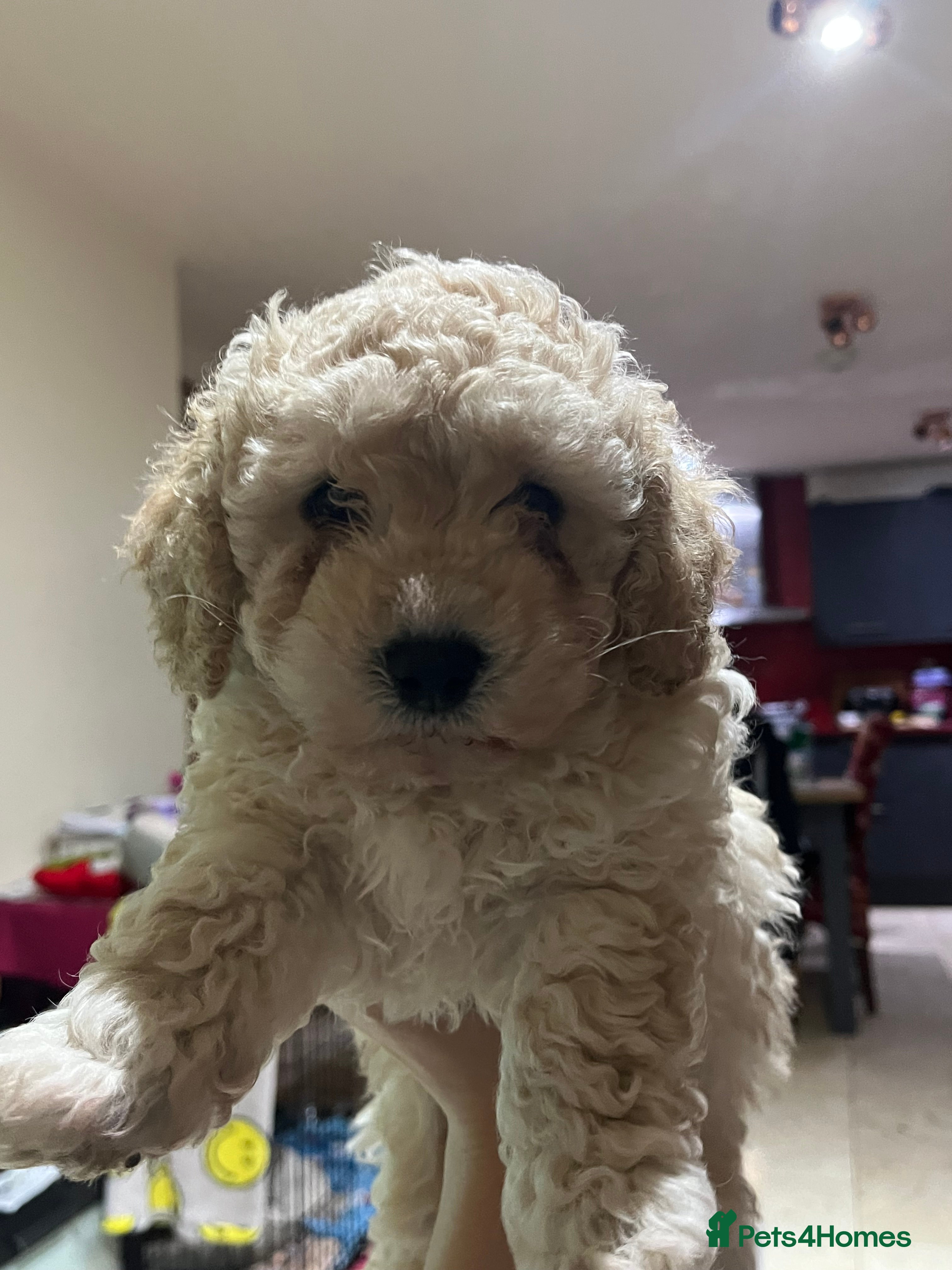 Maltipoo dogs Pure Maltipoo Puppies   - Advert 1