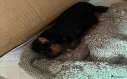 Yorkshire Terrier dogs for sale: Adorable yorkie puppies  - Image 3