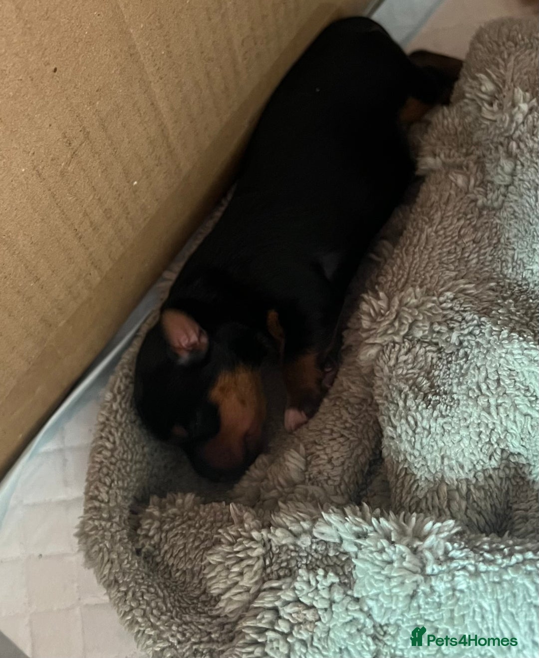 Yorkshire Terrier dogs for sale: Adorable yorkie puppies  - Image 3