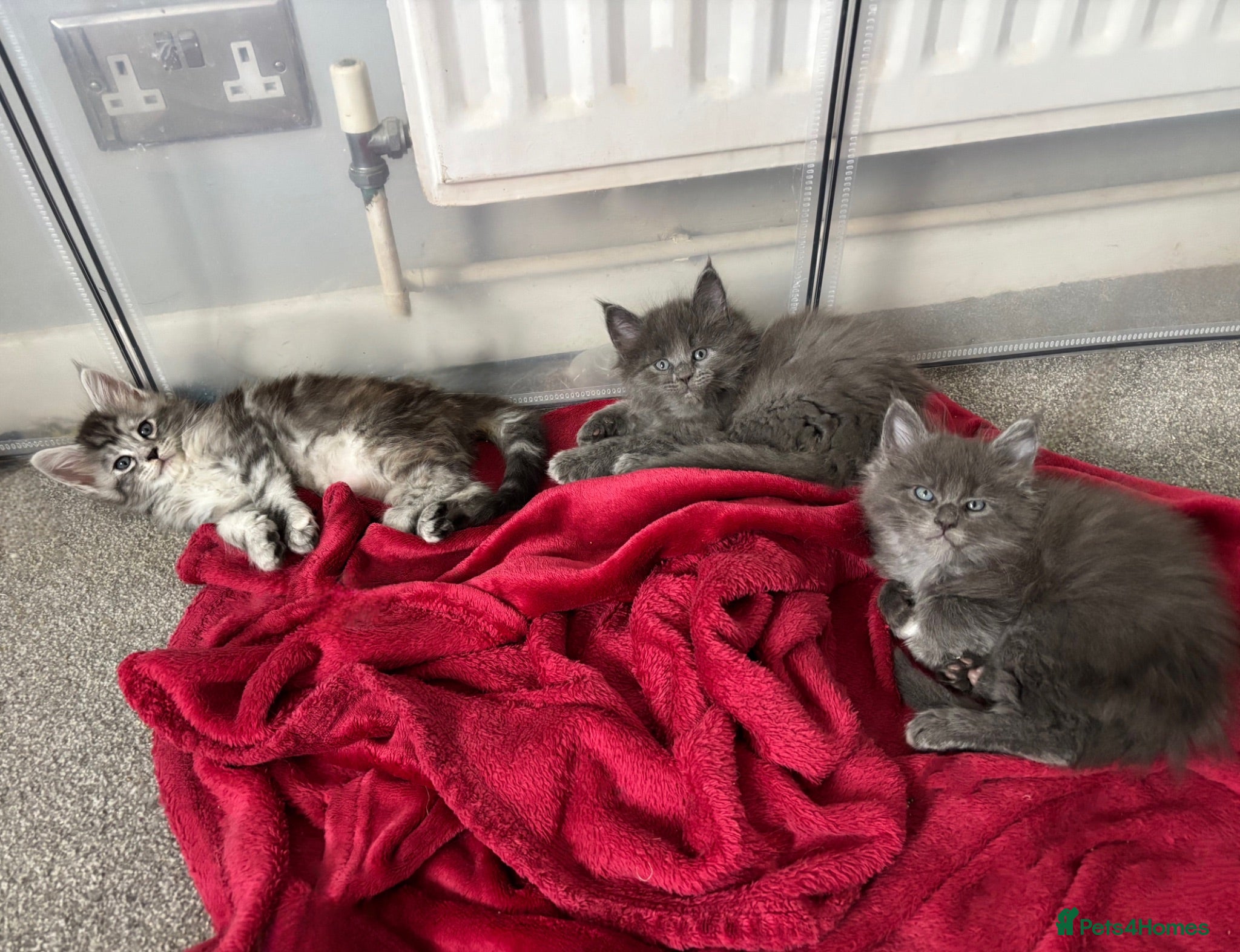 Maine Coon cats 🩷Beautiful Pedigree TICA Registered Maine Coons🩷 - Advert 17