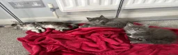 Maine Coon cats for sale: 🩷Beautiful Pedigree TICA Registered Maine Coons🩷 - Advert 4