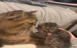 Persian cats for sale: 3 persian chinchillas 1 male 2 females - Image 9