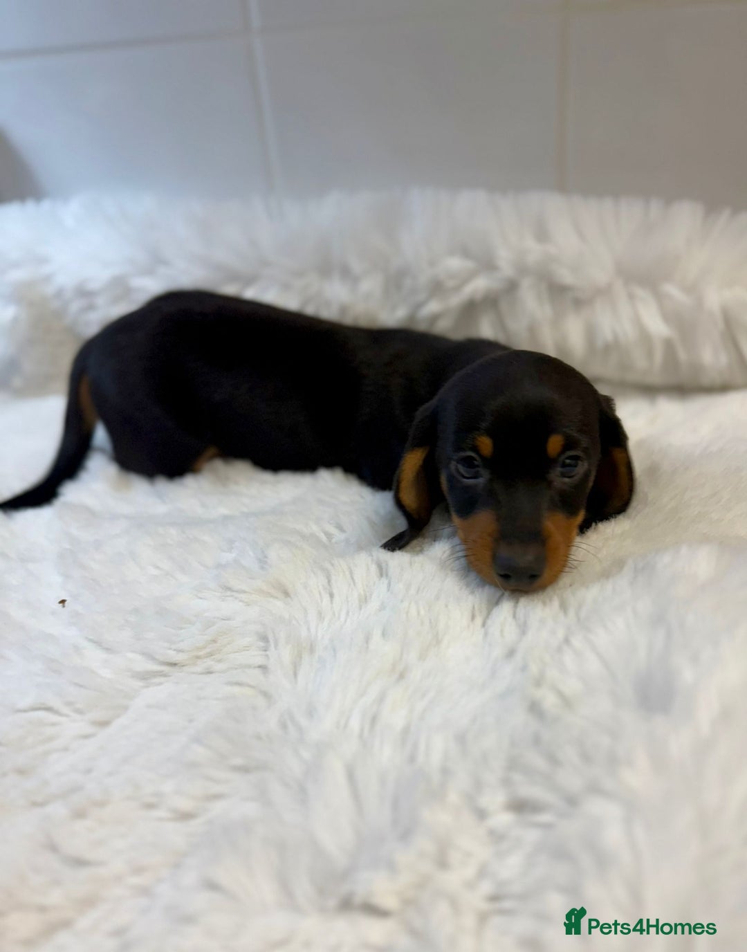 Miniature Dachshund dogs for sale: 2 stunning miniature dachshund puppy’s  - Image 5