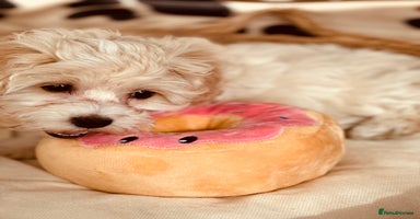 Maltipoo dogs - Advert 5