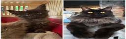Maine Coon cats for sale: Mainecoon (benson) - Advert 4