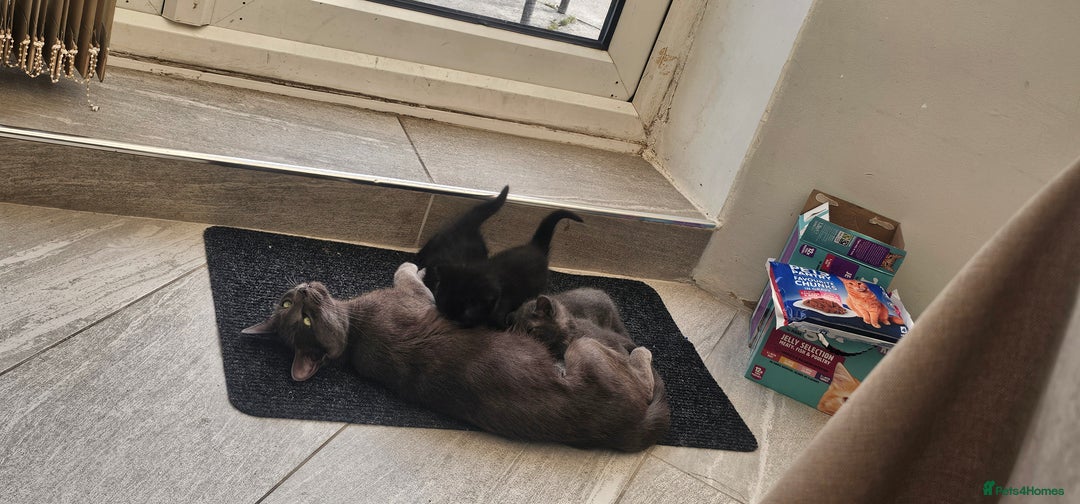 Mixed Breed cats for sale: 2 mixed breed girls(black ones left now). - Image 14