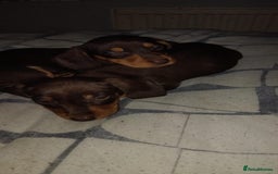 Miniature Dachshund dogs for sale: Miniature dachund - Advert 3