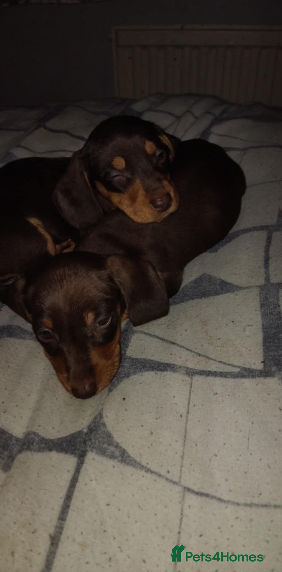 Miniature Dachshund dogs for sale: Miniature dachund - Advert 3