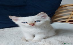 Siamese cats for sale: Ready to Leave Flame Point Siamese Kittens - Image 21