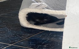 Mixed Breed cats for sale: 5 kittens - Image 24