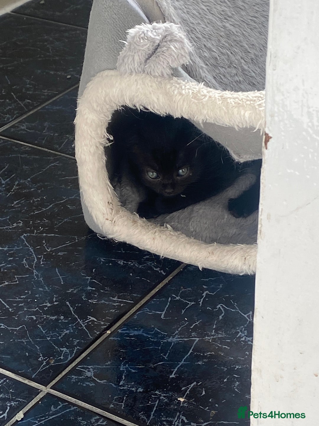 Mixed Breed cats for sale: 5 kittens - Image 24