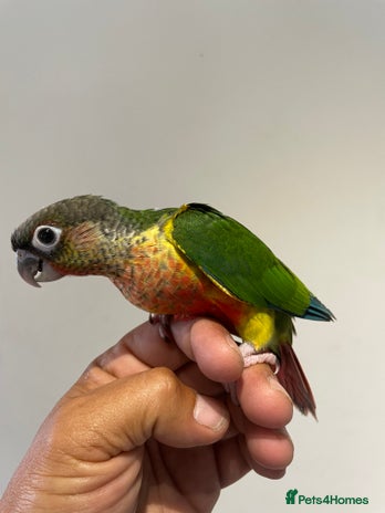 Conures birds - Advert 1