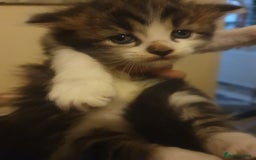 Mixed Breed cats for sale: Beautiful 3 kittens,born 20th August - Image 8