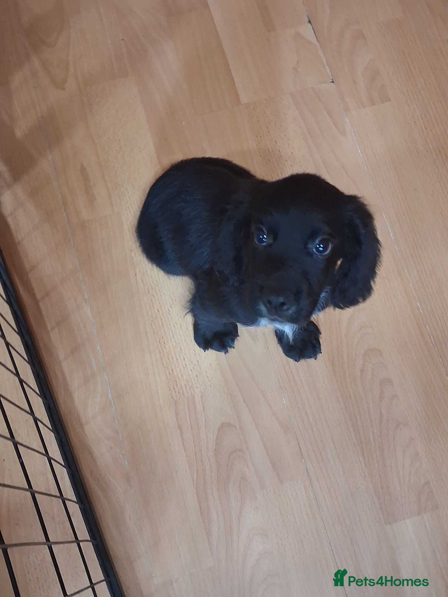 Cocker Spaniel dogs 1 gorgeous kc cocker spaniel puppy for sale  - Advert 9