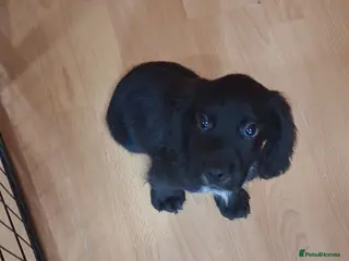 Cocker Spaniel dogs 1 gorgeous kc cocker spaniel puppy for sale - Advert 1