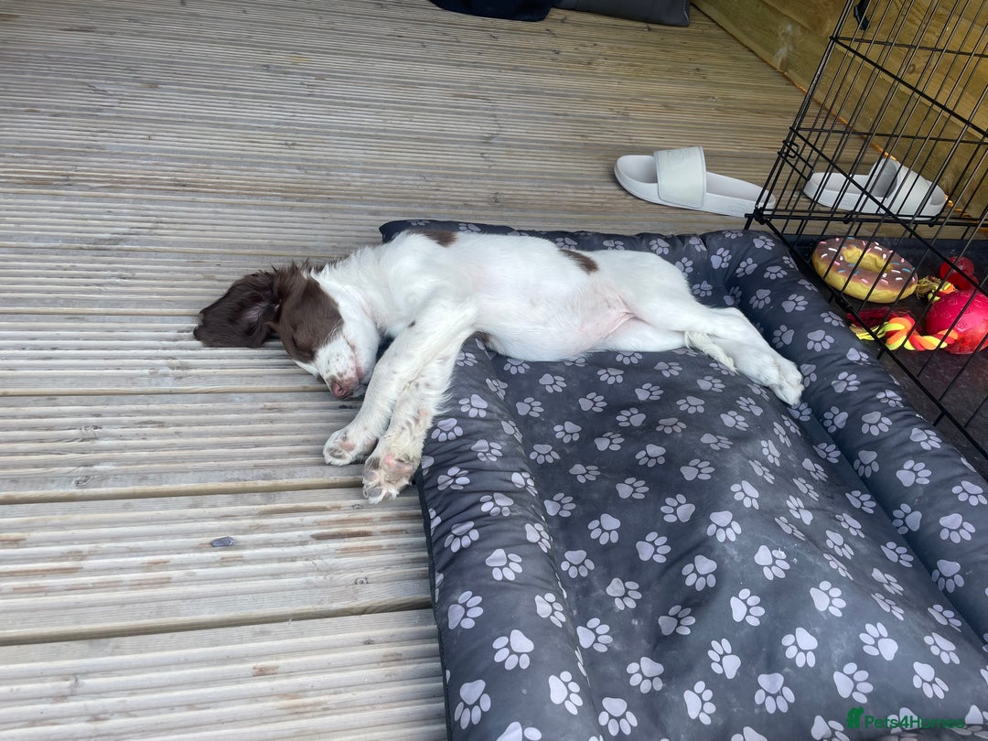 English Springer Spaniel dogs for sale: 6 month old springer spaniel  - Advert 3